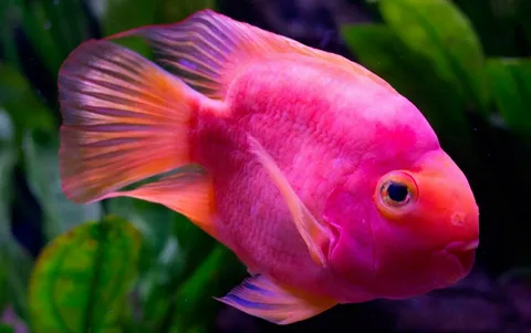 Pink Fish Names