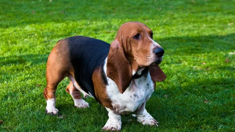 Hound Dog Names