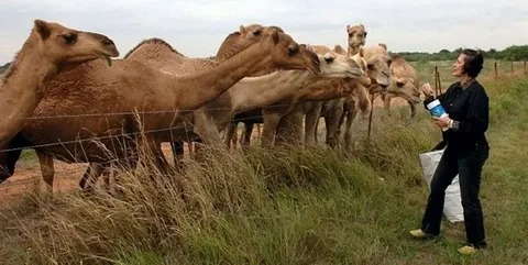 Camel names