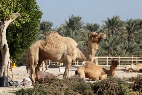 Camel names