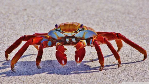 Crab Names