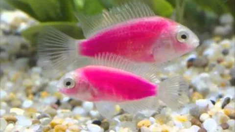 Pink Fish Names