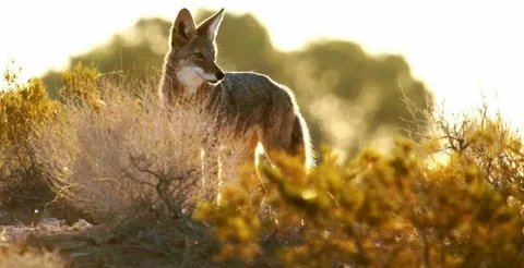 Coyote Names