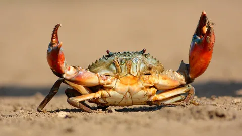 Crab Names