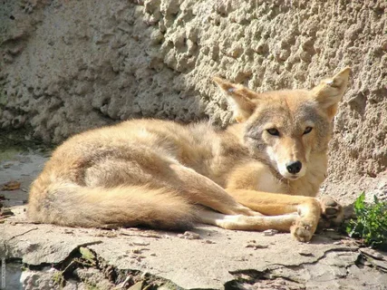 Coyote Names