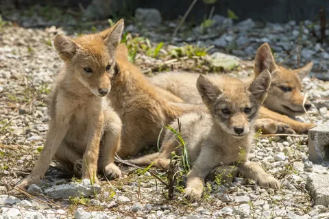 Coyote Names