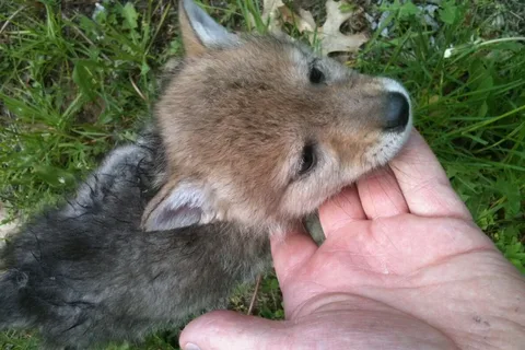 Coyote Names