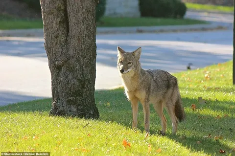 Coyote Names