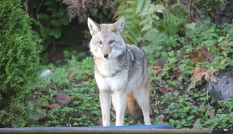 Coyote Names