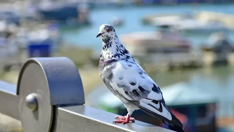 Pigeon Names