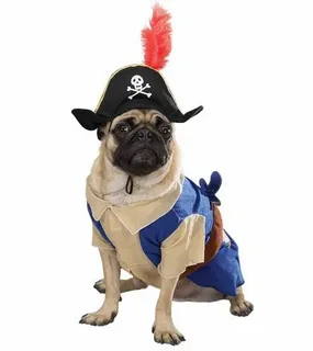 Pirate dog names