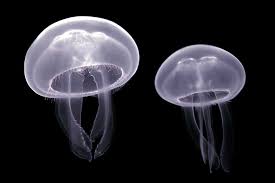 Jellyfish Names