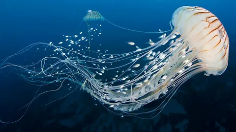 Jellyfish Names