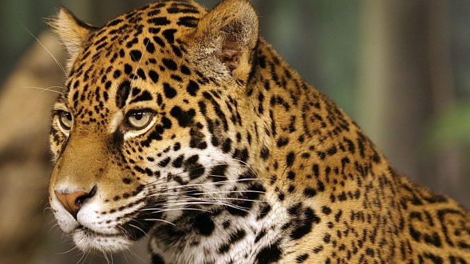 jaguar names