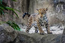 jaguar names