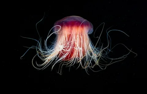 Jellyfish Names