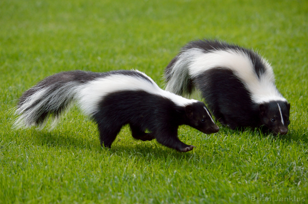 skunk names