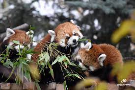 Red Panda names