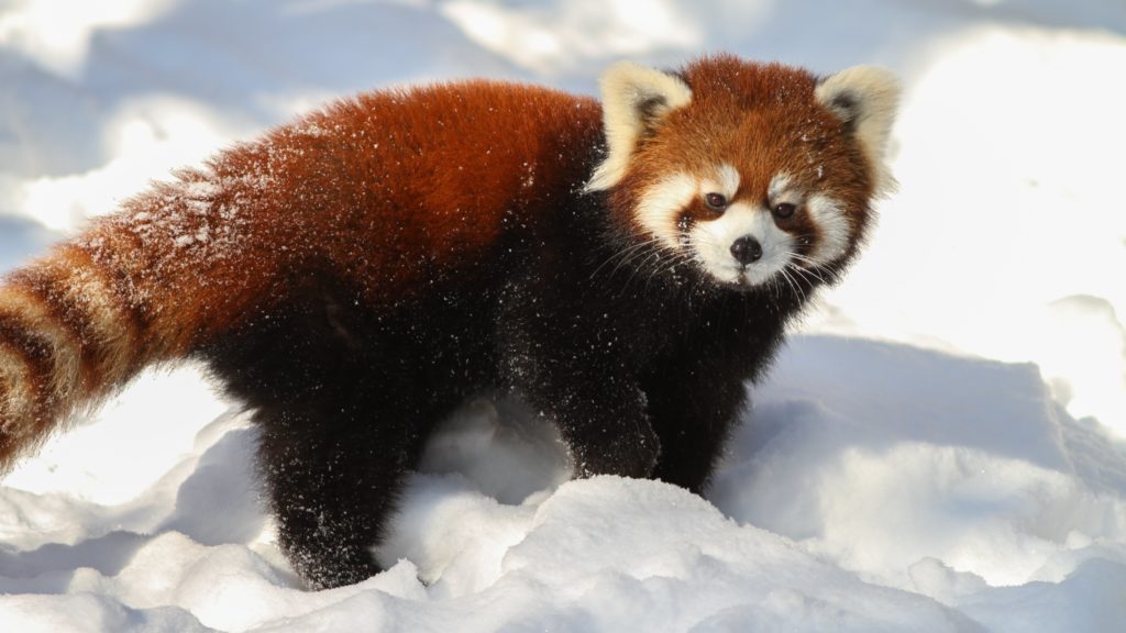 Red Panda names