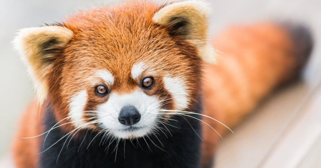 Red Panda names