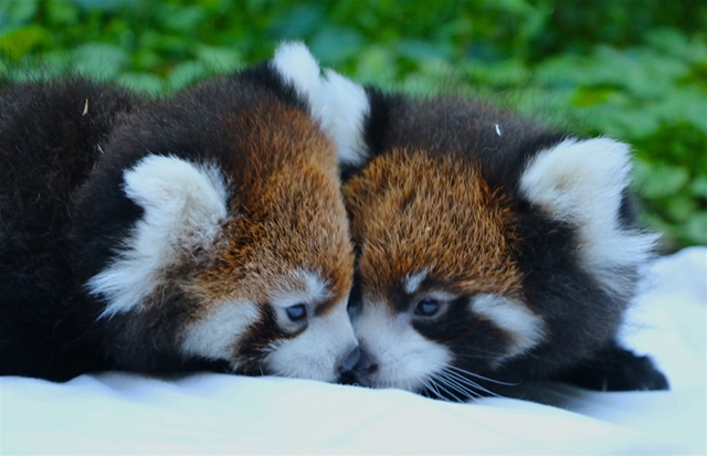 Red Panda names