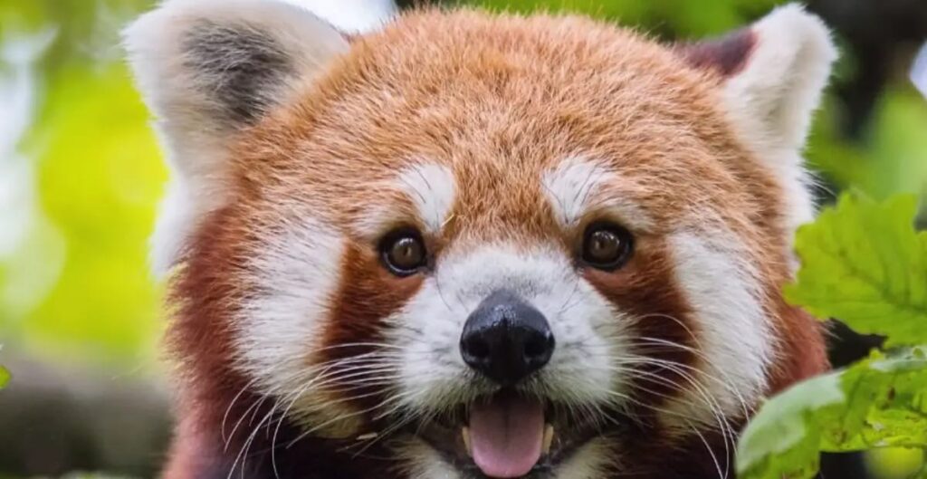 Red Panda names