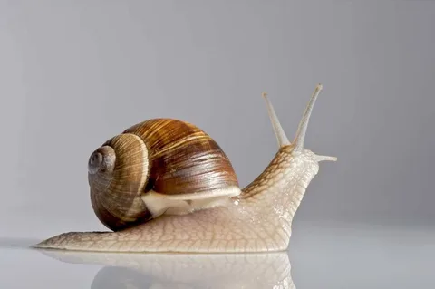 Snail Namesv