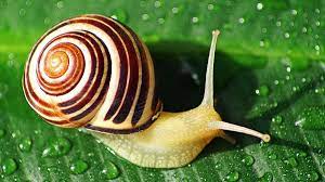 Snail Names