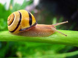 Snail Names