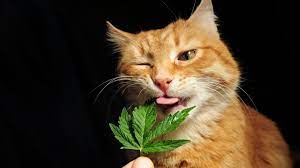 Stoner Cats