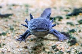 Axolotl Names