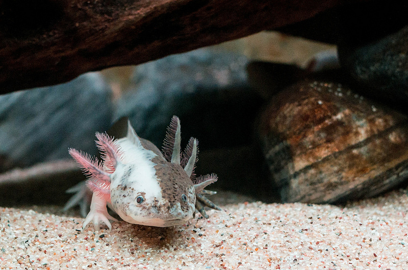 Axolotl Names