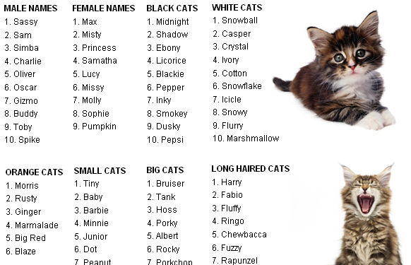 Unisex Cat Names