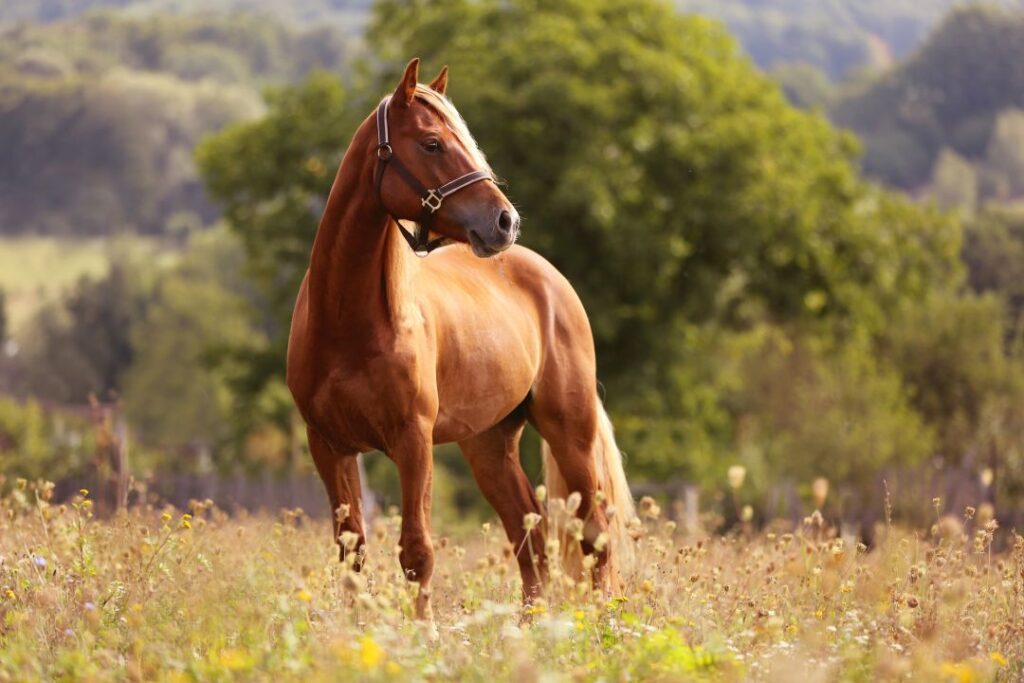 Brown horse names