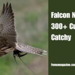 Falcon Names