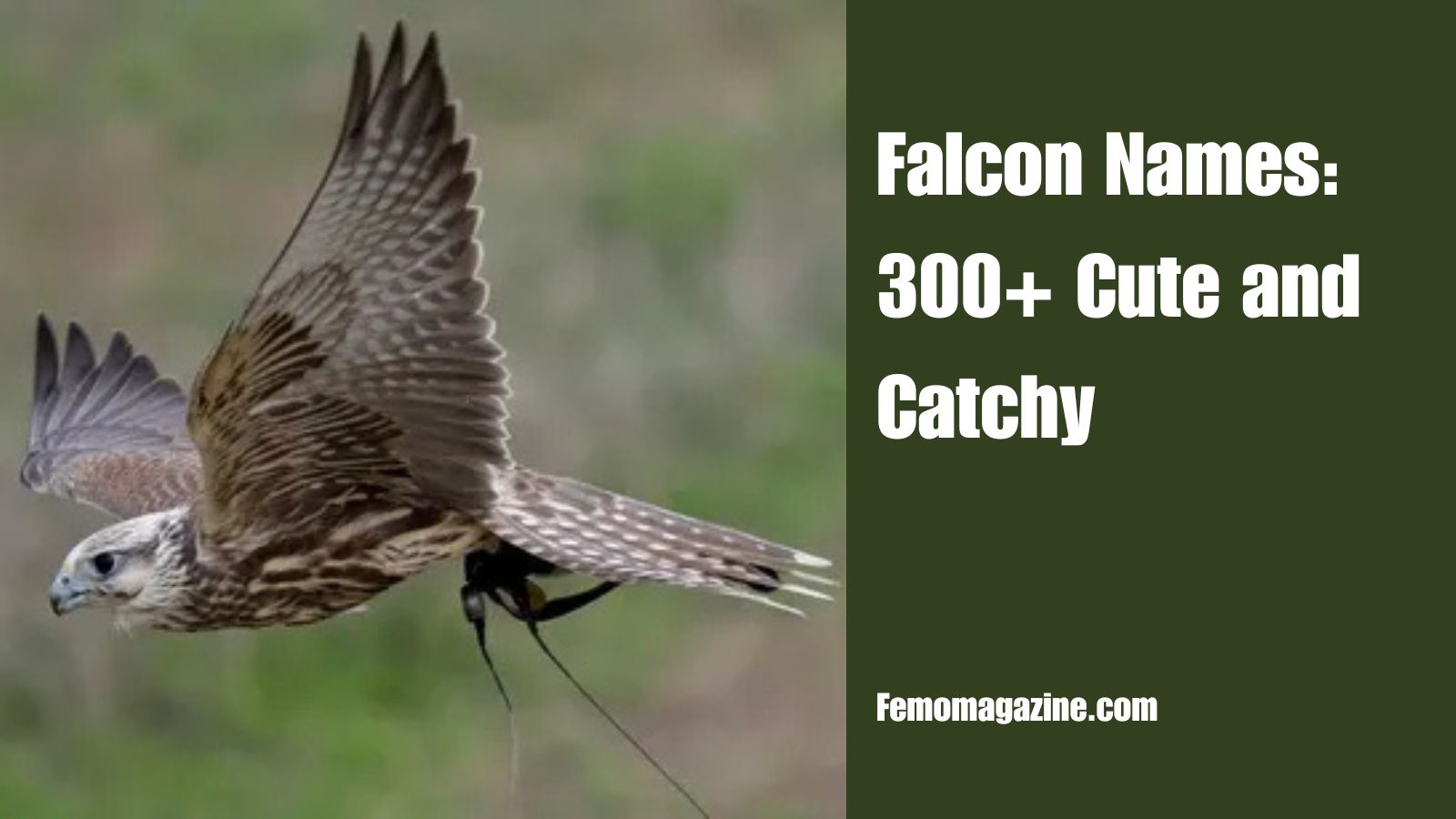 Falcon Names