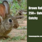 Brown Rabbit Names