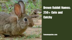 Brown Rabbit Names