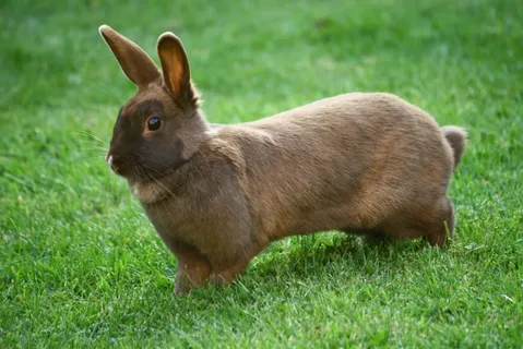 Brown rabbit names