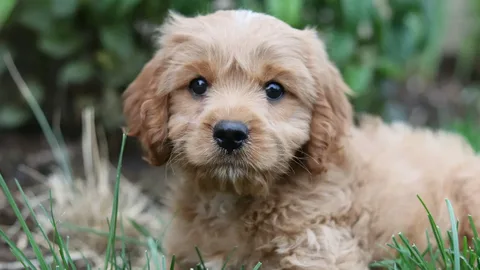 Cavapoo Dog names