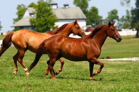 Brown horse names