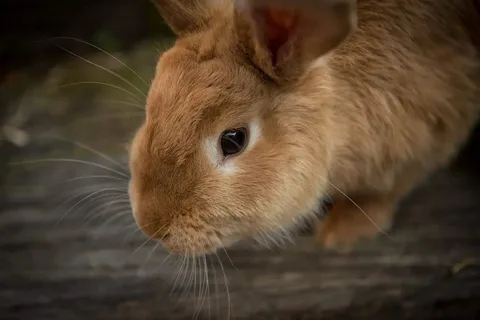 Brown rabbit names