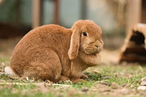 Brown rabbit names