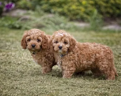 Cavapoo Dog names