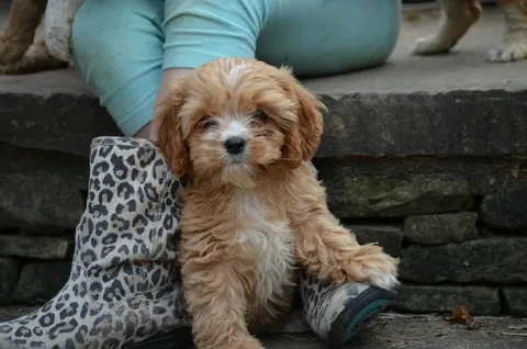 Cavapoo Dog names