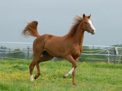 Brown horse names