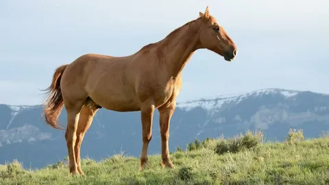 Brown horse names