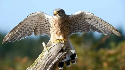 Falcon names