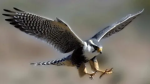 Falcon names